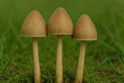 Best Mushroom Stores in Toronto